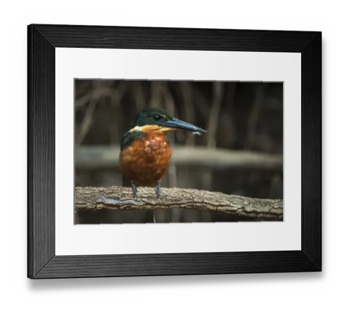 Framed Print : Green & Rufous Kingfisher (Chloroceryle inda), Northern Pantanal, Mato Grosso, Brazil Framed Print : Green & Rufous Kingfisher (Chloroceryle inda), Northern Pantanal, Mato Grosso, Brazil