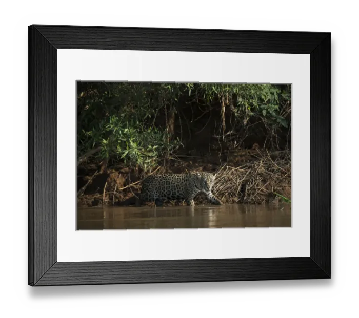 Framed Print : Jaguar (Panthera onca) female, Northern Pantanal, Mato Grosso, Brazil Framed Print : Jaguar (Panthera onca) female, Northern Pantanal, Mato Grosso, Brazil