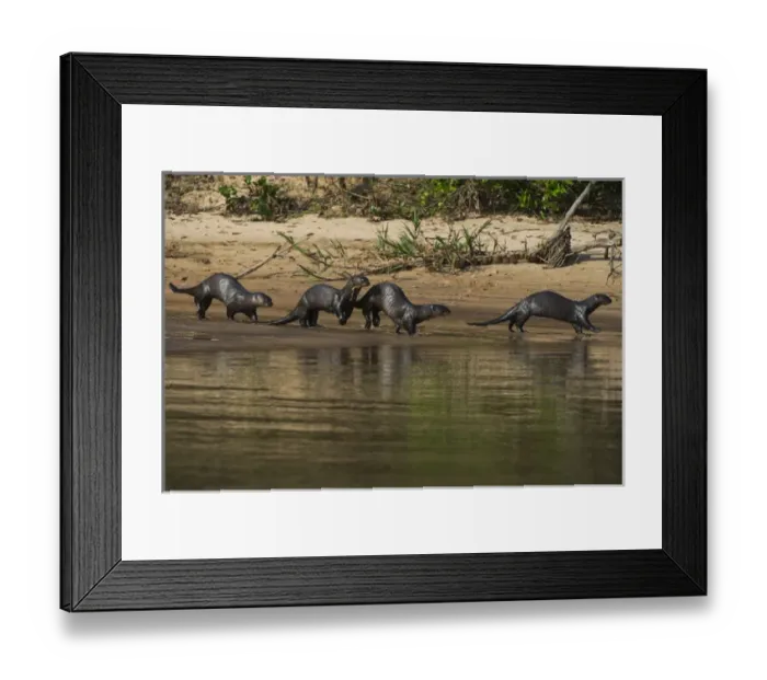 Framed Print : Giant Otter (Pteronura brasiliensis) Northern Pantanal Mato Grosso Framed Print : Giant Otter (Pteronura brasiliensis) Northern Pantanal Mato Grosso