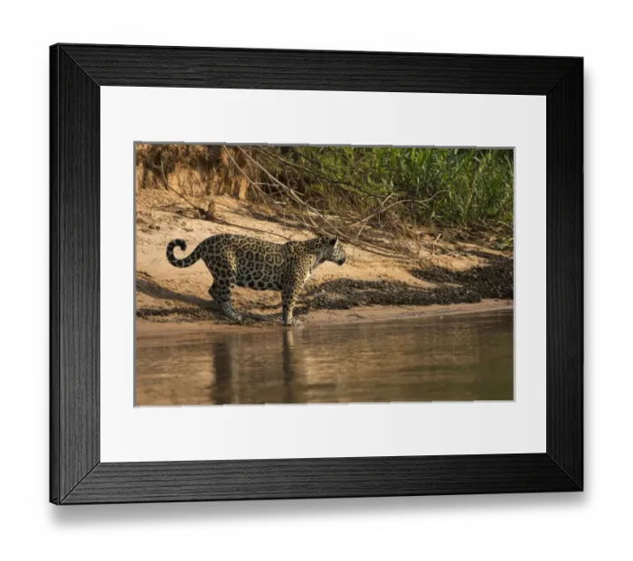 Framed Print : Jaguar (Panthera onca) female, Northern Pantanal, Mato Grosso, Brazil Framed Print : Jaguar (Panthera onca) female, Northern Pantanal, Mato Grosso, Brazil