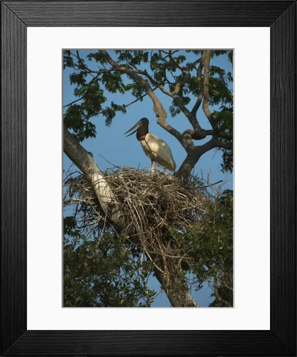 Framed Print : Jabiru Stork (Jabiru mycteria), Northern Pantanal, Mato Grosso, Brazil