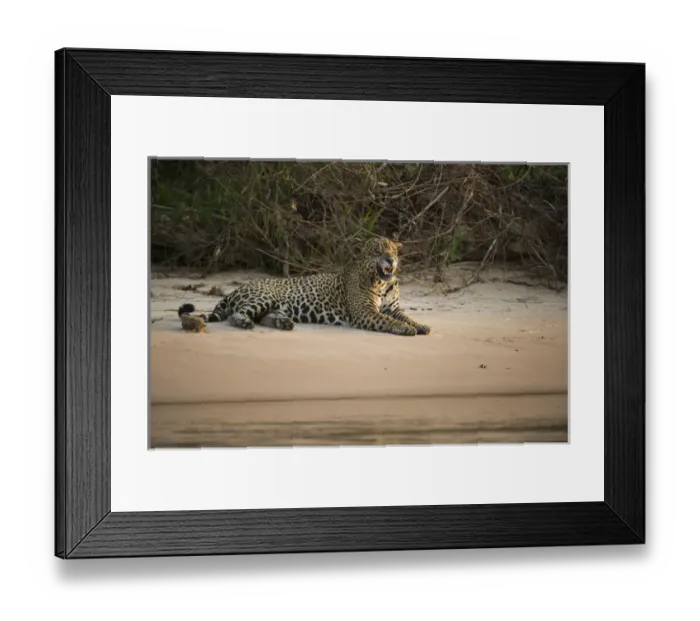 Framed Print : Jaguar (Panthera onca) male, Northern Pantanal, Mato Grosso, Brazil, (Adriano) Framed Print : Jaguar (Panthera onca) male, Northern Pantanal, Mato Grosso, Brazil, (Adriano)