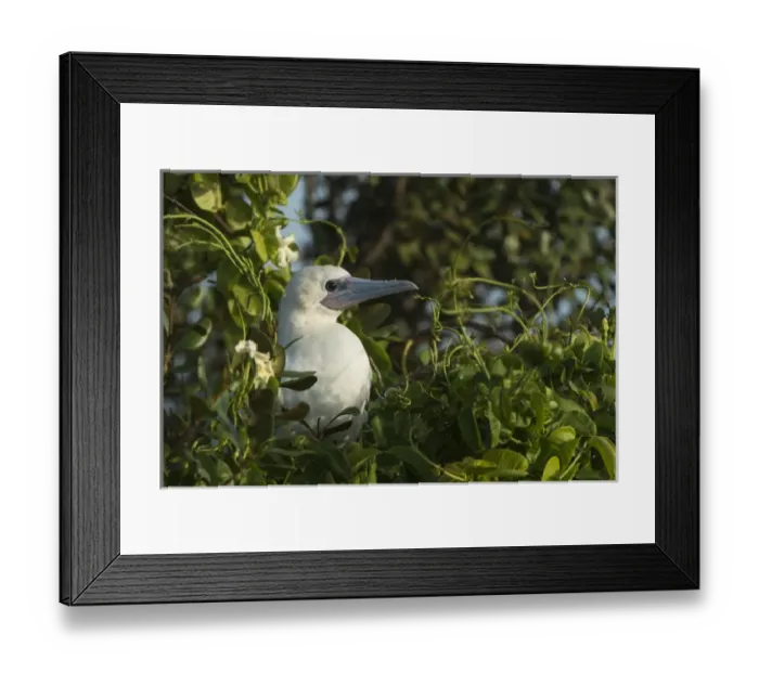Framed Print : Red-footed Booby (Sula sula) white morph in Ziricote trees (Cordia dodecandra), Halfmoon Framed Print : Red-footed Booby (Sula sula) white morph in Ziricote trees (Cordia dodecandra), Halfmoon