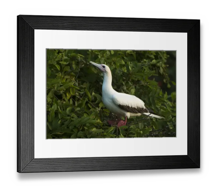 Framed Print : Red-footed Booby (Sula sula) white morph in Ziricote trees (Cordia dodecandra), Halfmoon Framed Print : Red-footed Booby (Sula sula) white morph in Ziricote trees (Cordia dodecandra), Halfmoon