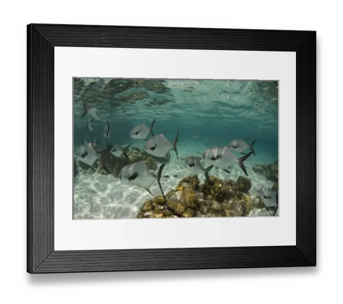 Framed Print : Permit (Trachinotus falcatus), Hol Chan Marine Reserve near Ambergris Caye and Caye Caulker Framed Print : Permit (Trachinotus falcatus), Hol Chan Marine Reserve near Ambergris Caye and Caye Caulker