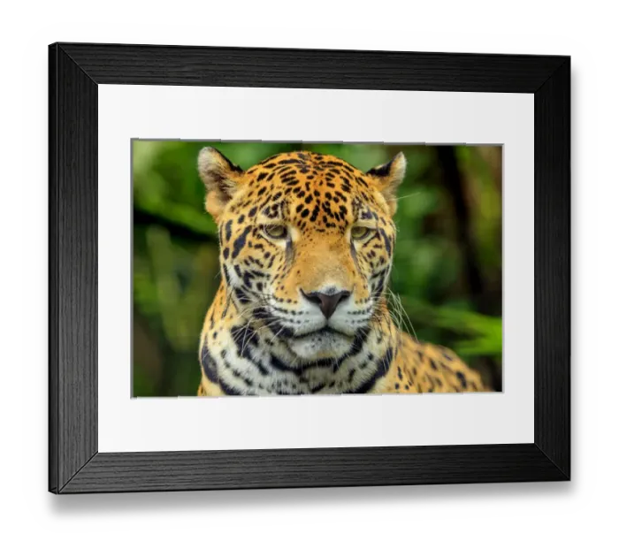 Framed Print : Jaguar (Panthera onca), Belize Zoo near Belize City, Belize, Central America Framed Print : Jaguar (Panthera onca), Belize Zoo near Belize City, Belize, Central America