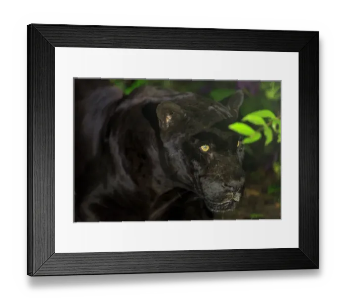 Framed Print : Black Jaguar (Panthera onca), Belize Zoo near Belize City, Belize, Central America