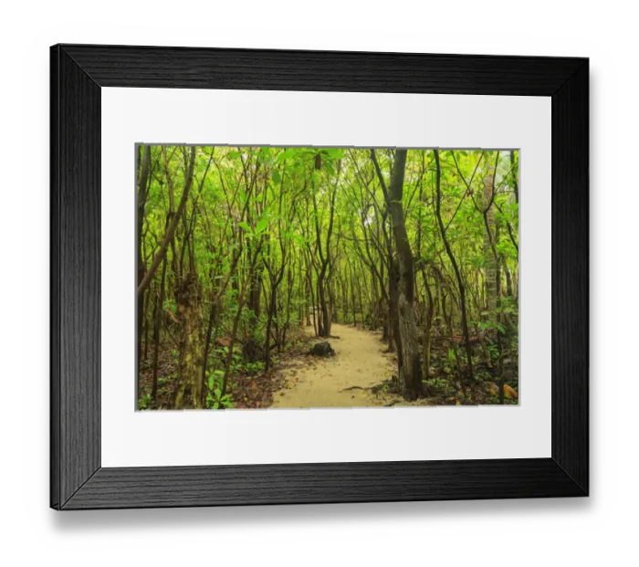 Framed Print : Protected Bird Rookery, Halfmoon Caye, Lighthouse Reef Atoll, Belize, Central America Framed Print : Protected Bird Rookery, Halfmoon Caye, Lighthouse Reef Atoll, Belize, Central America