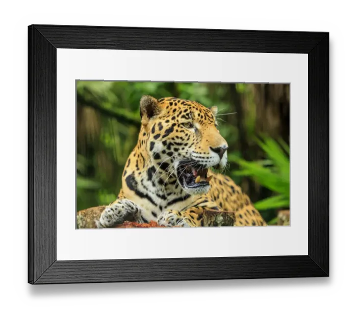 Framed Print : Jaguar (Panthera onca), Belize Zoo near Belize City, Belize, Central America Framed Print : Jaguar (Panthera onca), Belize Zoo near Belize City, Belize, Central America
