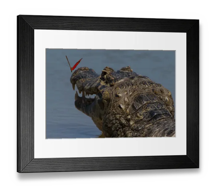 Framed Print : South America, Brazil, Pantanal Wetlands, Yacare Caiman (Caiman yacare) and Butterfly Framed Print : South America, Brazil, Pantanal Wetlands, Yacare Caiman (Caiman yacare) and Butterfly