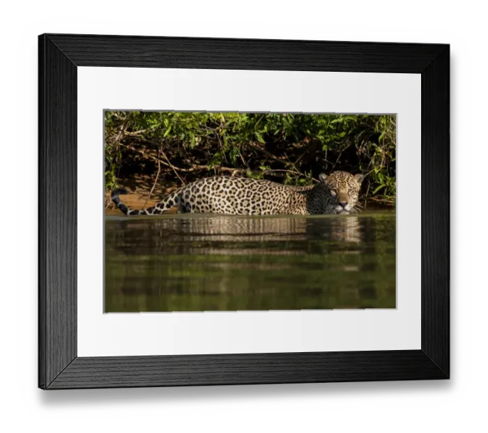 Framed Print : South America, Brazil, Pantanal Wetlands, Jaguar (Panthera onca) preparing to cross