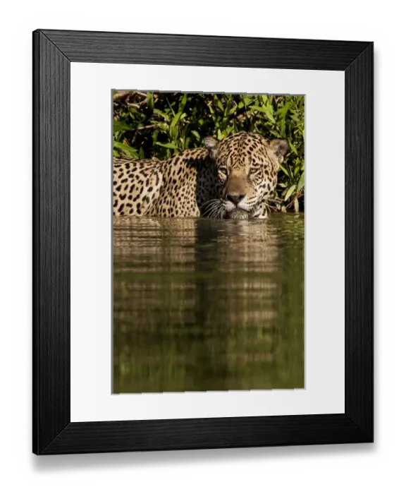 Framed Print : South America, Brazil, Pantanal Wetlands, Jaguar (Panthera onca) preparing to cross Framed Print : South America, Brazil, Pantanal Wetlands, Jaguar (Panthera onca) preparing to cross