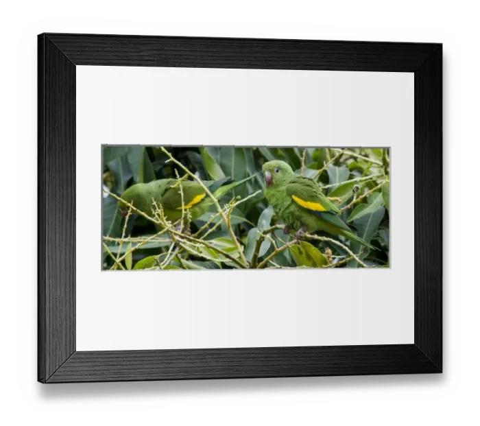 Framed Print : South America, The Pantanal Wetlands, Brazil, Two Yellow-chevroned Parakeet Framed Print : South America, The Pantanal Wetlands, Brazil, Two Yellow-chevroned Parakeet
