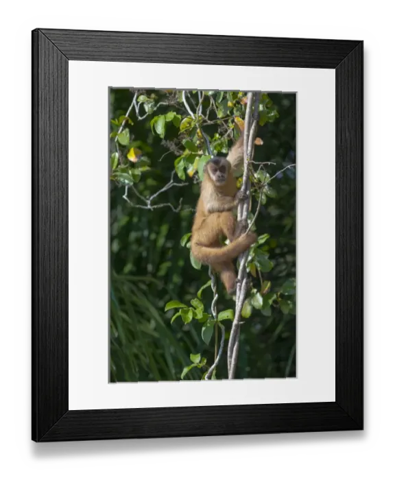 Framed Print : South America, Brazil, The Pantanal Wetland, Capuchin Monkey (Cebus capucinus) climbing