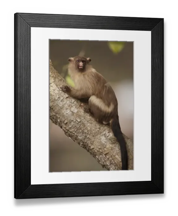 Framed Print : South America, Brazil, Cuiaba, Black-Tailed Marmoset (Mico melanurus) sitting Framed Print : South America, Brazil, Cuiaba, Black-Tailed Marmoset (Mico melanurus) sitting
