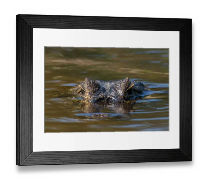 Framed Print : South America, Brazil, Cuiaba River, Pantanal Wetlands, Head of a Yacare Caiman