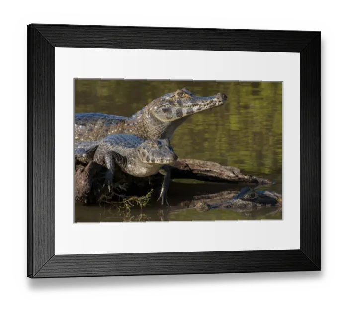 Framed Print : South America, Brazil, Cuiaba River, Pantanal Wetlands, Three Yacare Caiman (Caiman Framed Print : South America, Brazil, Cuiaba River, Pantanal Wetlands, Three Yacare Caiman (Caiman