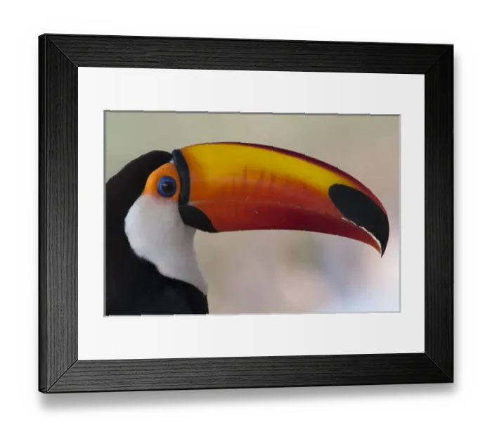 Framed Print : South America, Brazil, The Pantanal Wetland, Toco Tucan (Ramphastos toco) in early