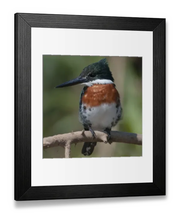 Framed Print : South America, Brazil, The Pantanal Wetland, Green Kingfisher (Chloroceryle americana) Framed Print : South America, Brazil, The Pantanal Wetland, Green Kingfisher (Chloroceryle americana)