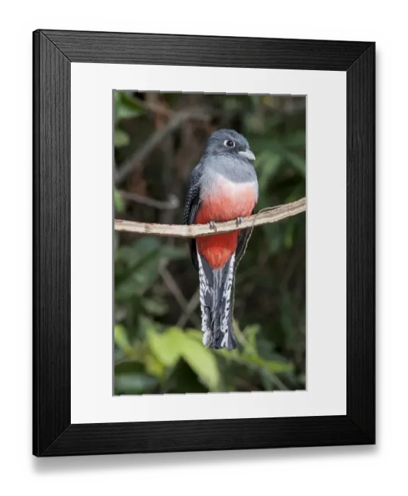Framed Print : South America, Brazil, the Pantanal, Blue-crowned Trogon (Trogon curucui curucui) Framed Print : South America, Brazil, the Pantanal, Blue-crowned Trogon (Trogon curucui curucui)