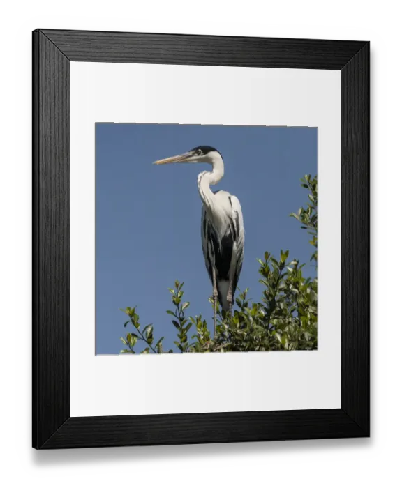 Framed Print : South America, Brazil, the Pantanal, Cocoi Heron (Ardea cocoi) perched in the tree Framed Print : South America, Brazil, the Pantanal, Cocoi Heron (Ardea cocoi) perched in the tree