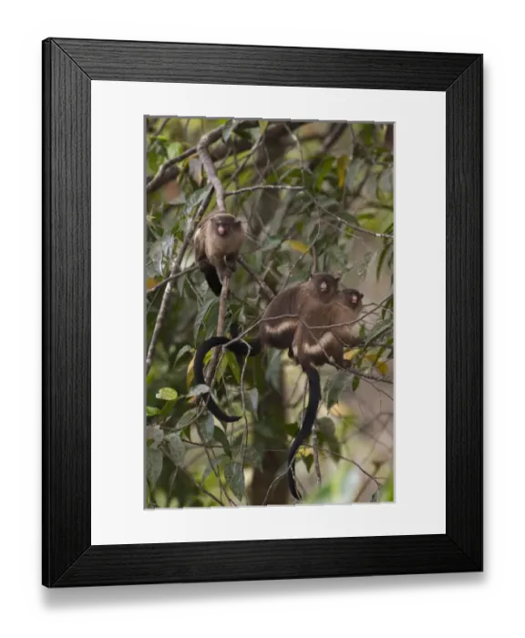 Framed Print : South America, Brazil, Cuiaba, Three Black-Tailed Marmoset (Mico melanurus) sitting Framed Print : South America, Brazil, Cuiaba, Three Black-Tailed Marmoset (Mico melanurus) sitting