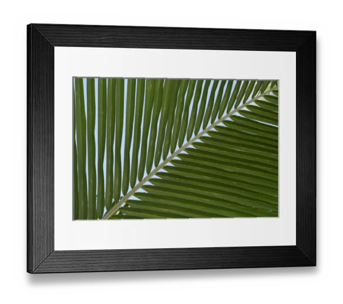 Framed Print : Cook Islands. Palmerston Island. Detail of palm tree