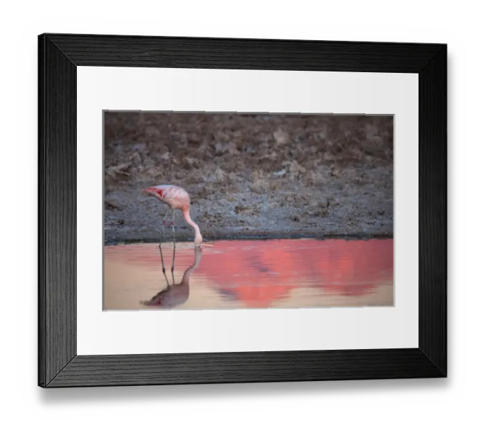 Framed Print : Chiean Flamingo drinking at the Atacama Salt Lake at sunset Framed Print : Chiean Flamingo drinking at the Atacama Salt Lake at sunset
