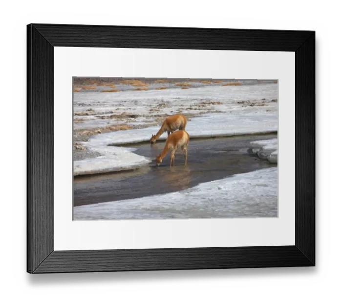 Framed Print : High in the Chilean Altoplano, these vicuna graze by a lagoon Framed Print : High in the Chilean Altoplano, these vicuna graze by a lagoon