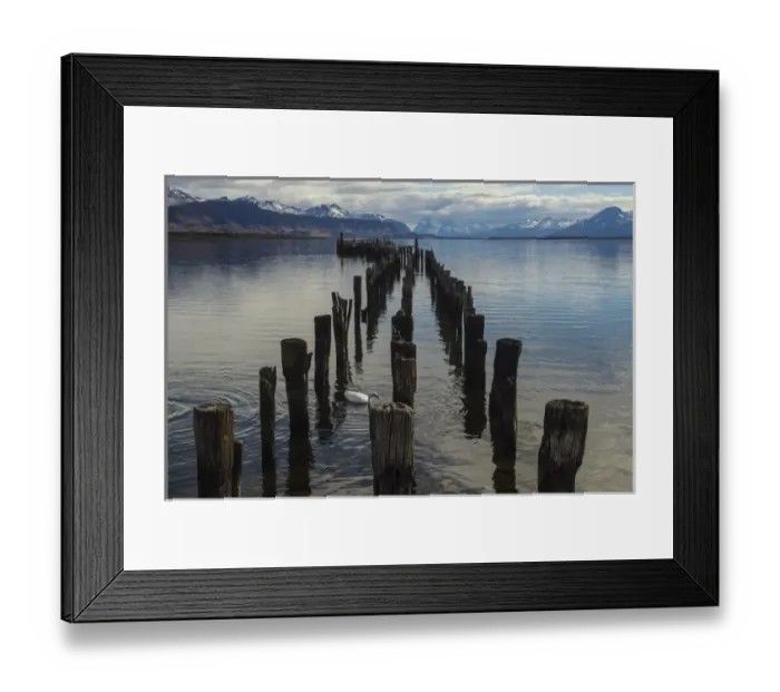 Framed Print : Coscoroba Swan (Coscoroba coscoroba) & dock Puerto Natales, Patagonia, Magellanic region Framed Print : Coscoroba Swan (Coscoroba coscoroba) & dock Puerto Natales, Patagonia, Magellanic region