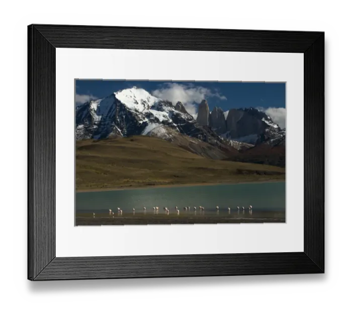 Framed Print : Chilean flamingo (Phoenicopterus chilensis) on Blue lake (Lago Azul) with Torres del Paine Framed Print : Chilean flamingo (Phoenicopterus chilensis) on Blue lake (Lago Azul) with Torres del Paine