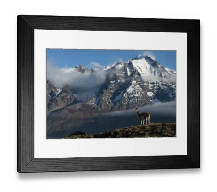 Framed Print : Guanaco (Llama guanaco) with Cordiera del Paine in back, Torres del Paine National Park Framed Print : Guanaco (Llama guanaco) with Cordiera del Paine in back, Torres del Paine National Park