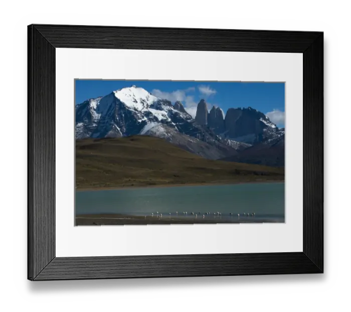 Framed Print : Chilean flamingo (Phoenicopterus chilensis) on Blue lake (Lago Azul) with Torres del Paine
