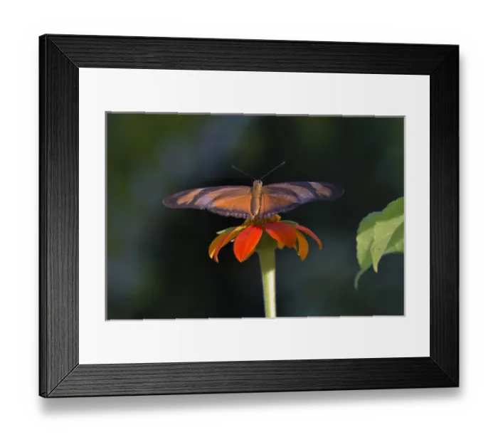 Framed Print : Monarch Butterfly, Brazil Framed Print : Monarch Butterfly, Brazil