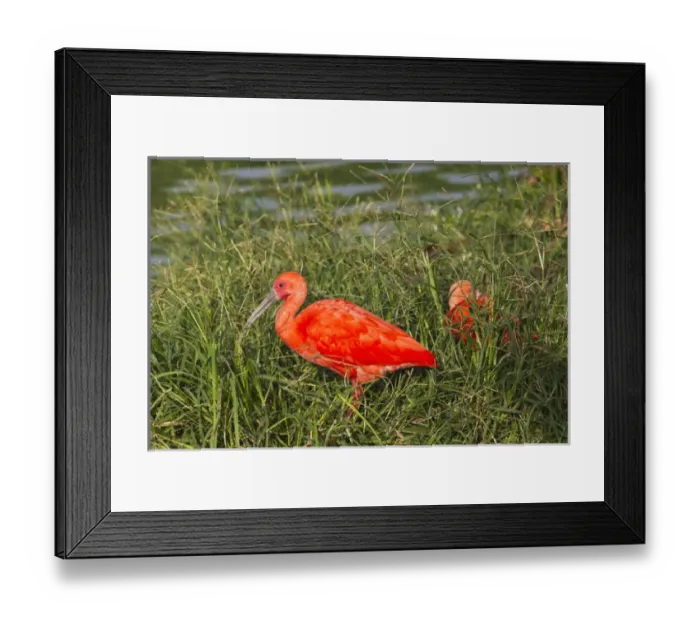 Framed Print : Scarlet Ibis (eudocimus Ruber), Brazil Framed Print : Scarlet Ibis (eudocimus Ruber), Brazil