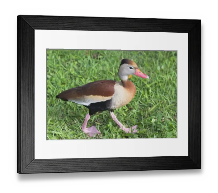 Framed Print : Marrecas cabloca (Dendrocygna autumnalis), Brazil Framed Print : Marrecas cabloca (Dendrocygna autumnalis), Brazil