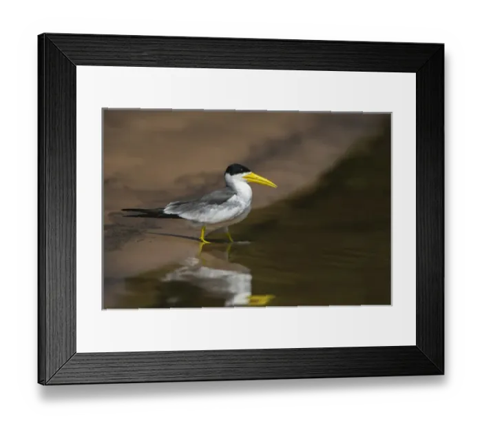 Framed Print : Large-billed Tern (Phaetusa simplex), Northern Pantanal, Mato Grosso, Brazil Framed Print : Large-billed Tern (Phaetusa simplex), Northern Pantanal, Mato Grosso, Brazil