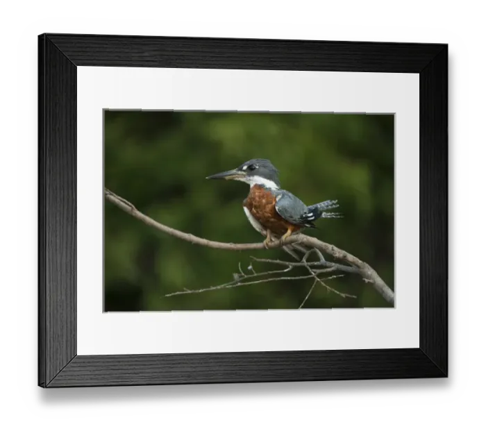 Framed Print : Ringed Kingfisher (Megaceryle torquata), Northern Pantanal, Mato Grosso, Brazil