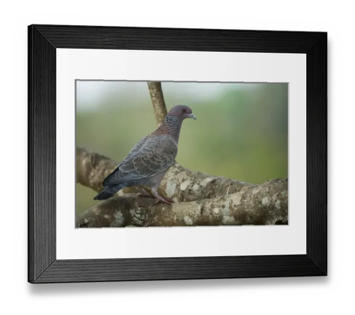 Framed Print : Picazuro Pigeon (Patagioenas picazuro), Northern Pantanal, Mato Grosso, Brazil