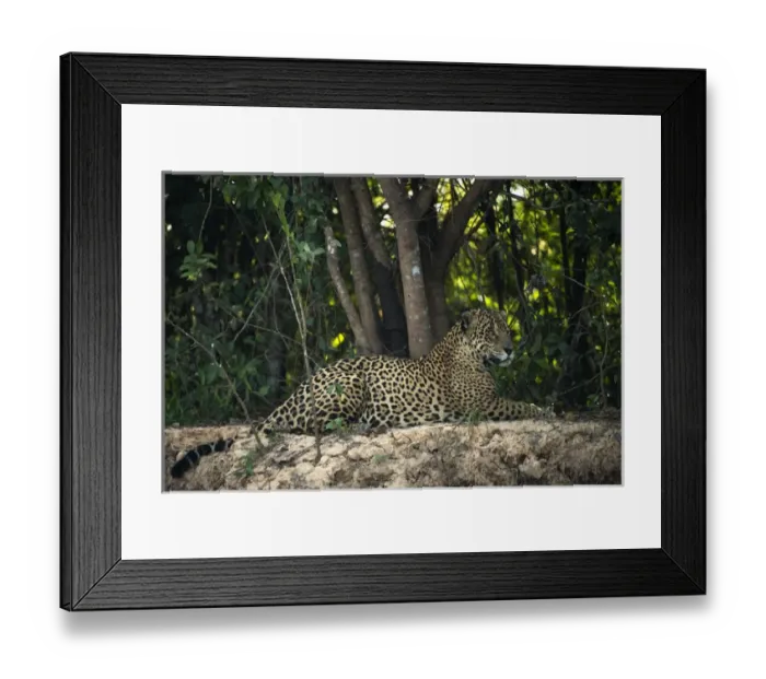 Framed Print : Jaguar (Panthera onca) male, Northern Pantanal, Mato Grosso, Brazil, (Adriano) Framed Print : Jaguar (Panthera onca) male, Northern Pantanal, Mato Grosso, Brazil, (Adriano)
