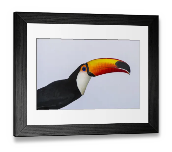 Framed Print : Toco Toucan (Ramphastos toco), Northern Pantanal, Mato Grosso, Brazil Framed Print : Toco Toucan (Ramphastos toco), Northern Pantanal, Mato Grosso, Brazil
