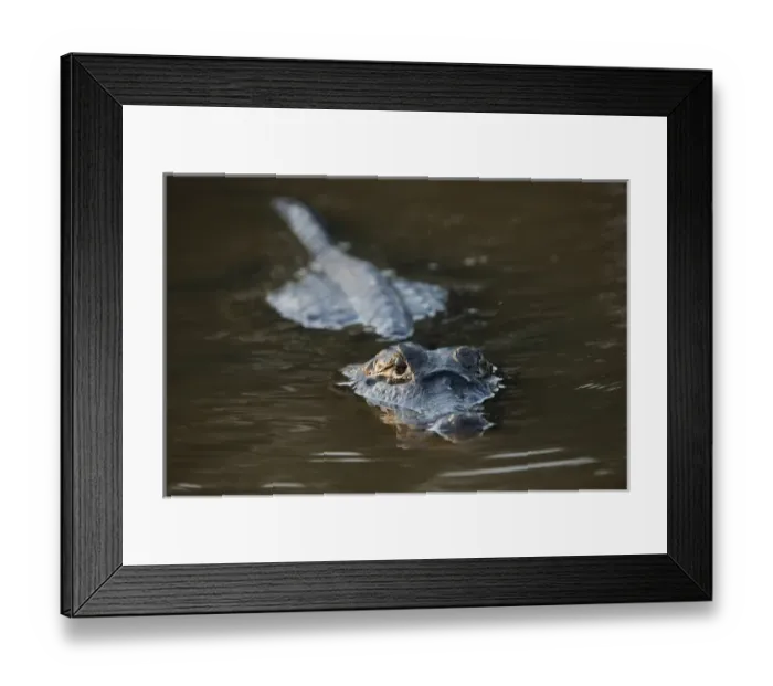 Framed Print : Yacare Caiman (Caiman yacare), Northern Pantanal, Mato Grosso, Brazil Framed Print : Yacare Caiman (Caiman yacare), Northern Pantanal, Mato Grosso, Brazil