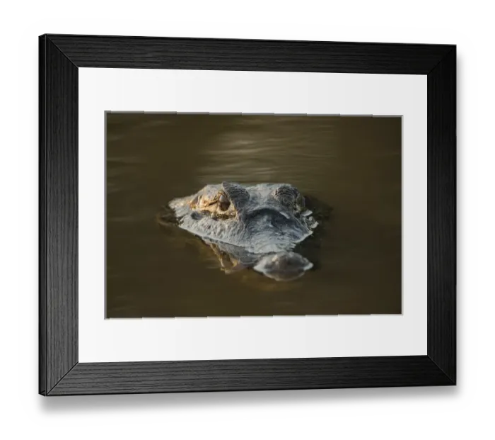 Framed Print : Yacare Caiman (Caiman yacare), Northern Pantanal, Mato Grosso, Brazil Framed Print : Yacare Caiman (Caiman yacare), Northern Pantanal, Mato Grosso, Brazil