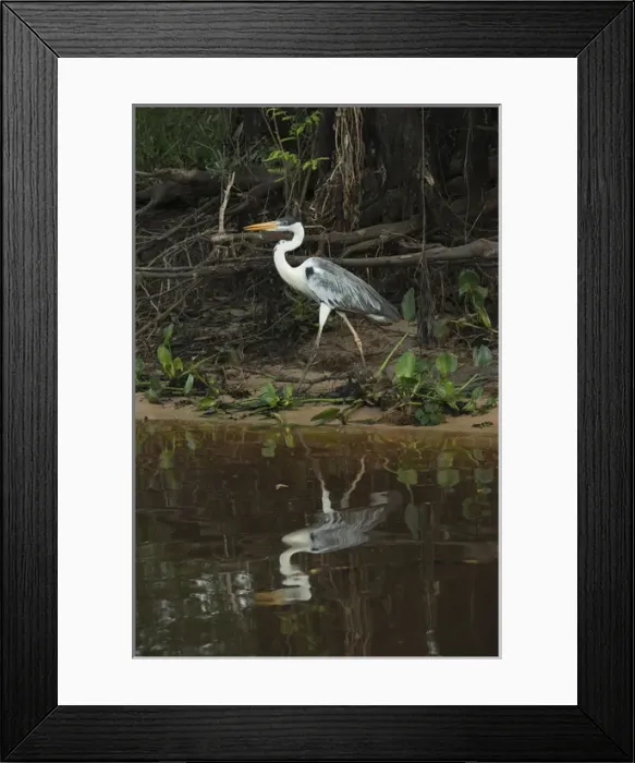 Framed Print : White-necked (Cocoi) Heron (Ardea cocoi), Northern Pantanal, Mato Grosso, Brazil Framed Print : White-necked (Cocoi) Heron (Ardea cocoi), Northern Pantanal, Mato Grosso, Brazil