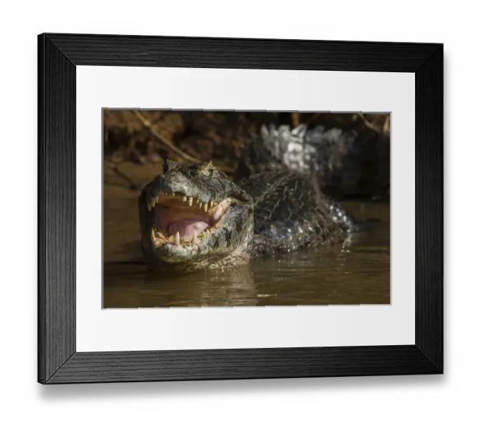 Framed Print : Yacare caiman (Caiman yacare), Northern Pantanal, Mato Grosso, Brazil