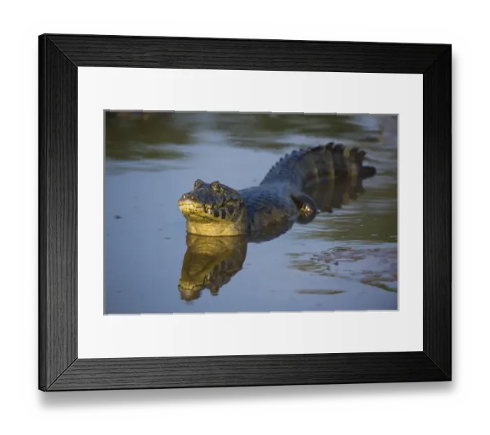 Framed Print : Yacare caiman (Caiman yacare), Northern Pantanal, Mato Grosso, Brazil Framed Print : Yacare caiman (Caiman yacare), Northern Pantanal, Mato Grosso, Brazil