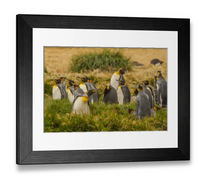 Framed Print : South America, Chile, Patagonia, Tierra del Fuego. King penguin colony. Credit as Framed Print : South America, Chile, Patagonia, Tierra del Fuego. King penguin colony. Credit as