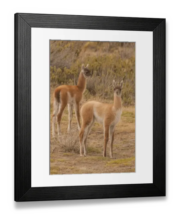 Framed Print : South America, Chile, Patagonia, Tierra del Fuego
