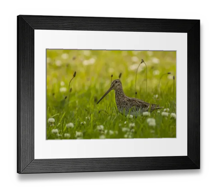 Framed Print : South America, Chile, Patagonia. Common snipe in grass Framed Print : South America, Chile, Patagonia. Common snipe in grass