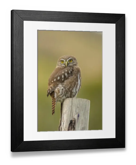 Framed Print : South America, Chile, Patagonia, Torres del Paine National Park. Austral pygmy owl Framed Print : South America, Chile, Patagonia, Torres del Paine National Park. Austral pygmy owl